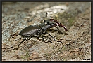 Vliegend Hert, Stag Beetle, Lucanus cervus Location: Veluwe, the Netherlands vliegend hert MG 1687 kopie